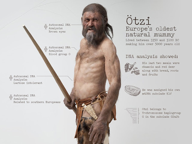 Мумия «Отци» — охотника, погибшего в Альпах 5300 лет назад