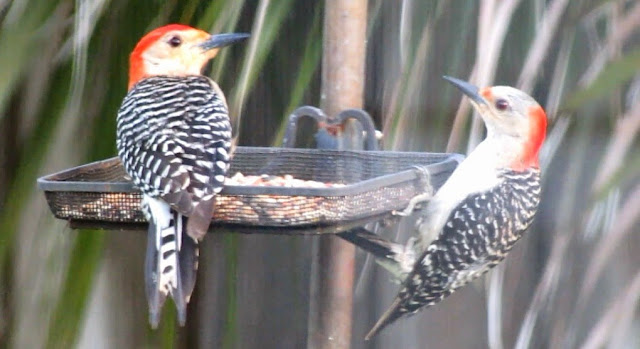 Male and Female Red Bellied Woodpeckers
