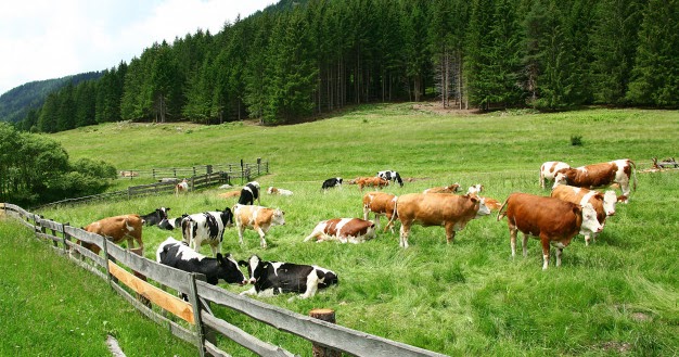 Eti yenen ve yenmeyen hayvanlar! Bumudin
