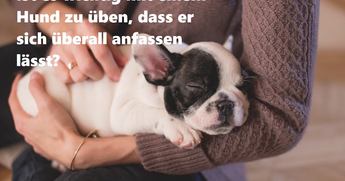 DENKSPORTSPIELE für HUNDE = HUNDETRAINING!🐶 Ist es wichtig mit einem 🐶