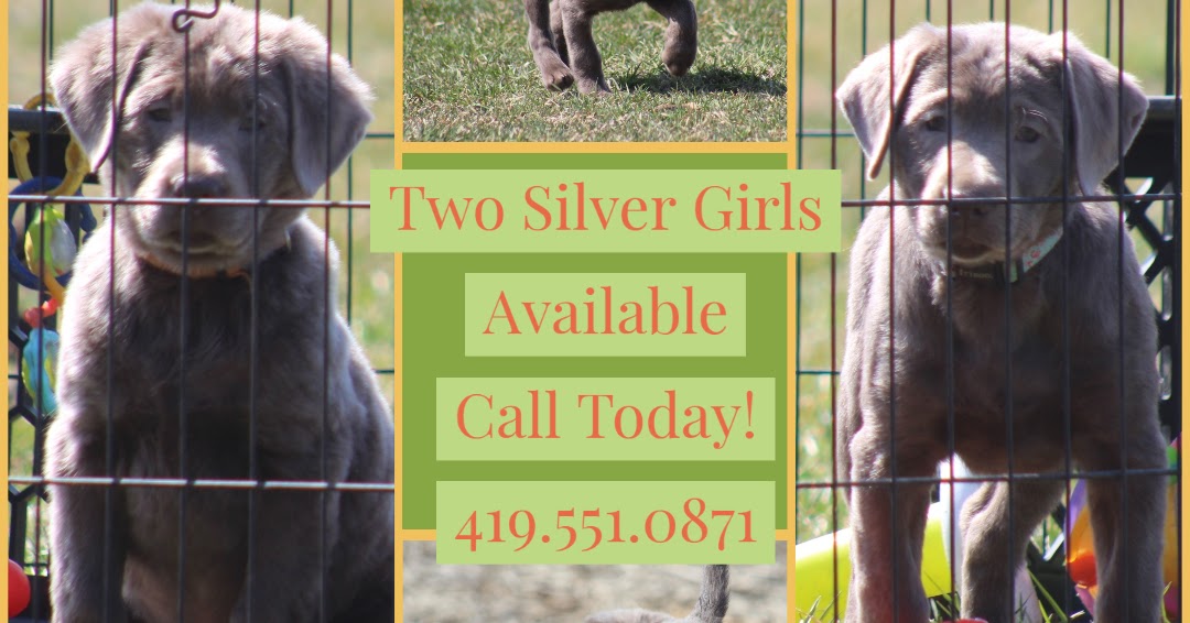 Two Silver Lab Pups Able for New Houses Lately!