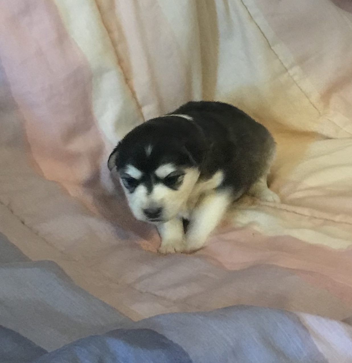 PEARLMiniature Siberian HuskyBlack and White Female Miniature