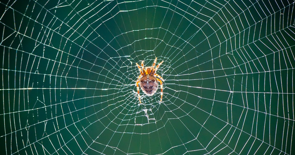CARA MENGATASI SARANG LABALABA YANG ADA DI RUMAH