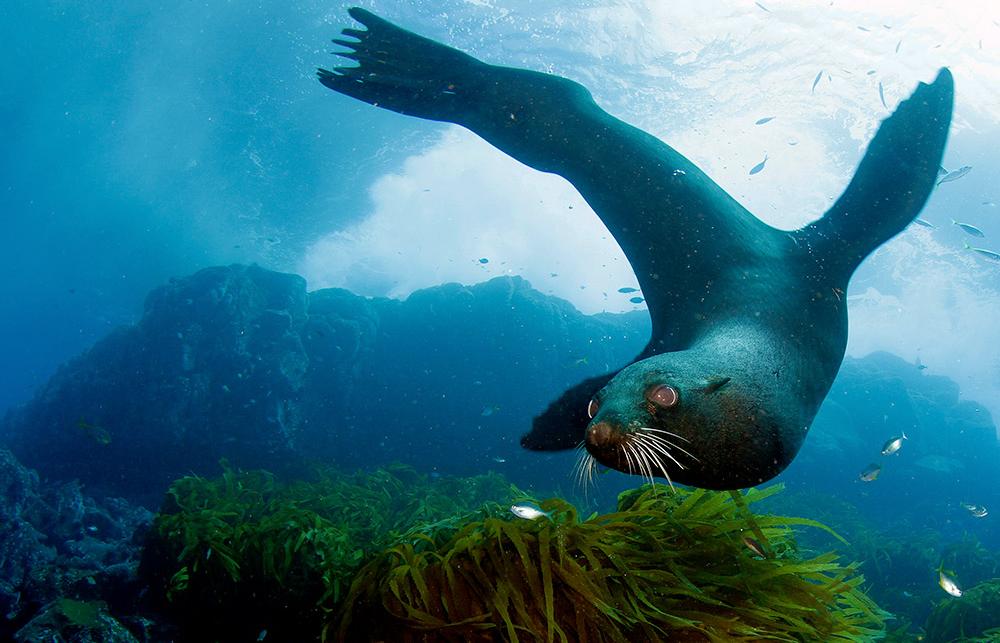 Sea life of Marine animal & facts about ocean mammals