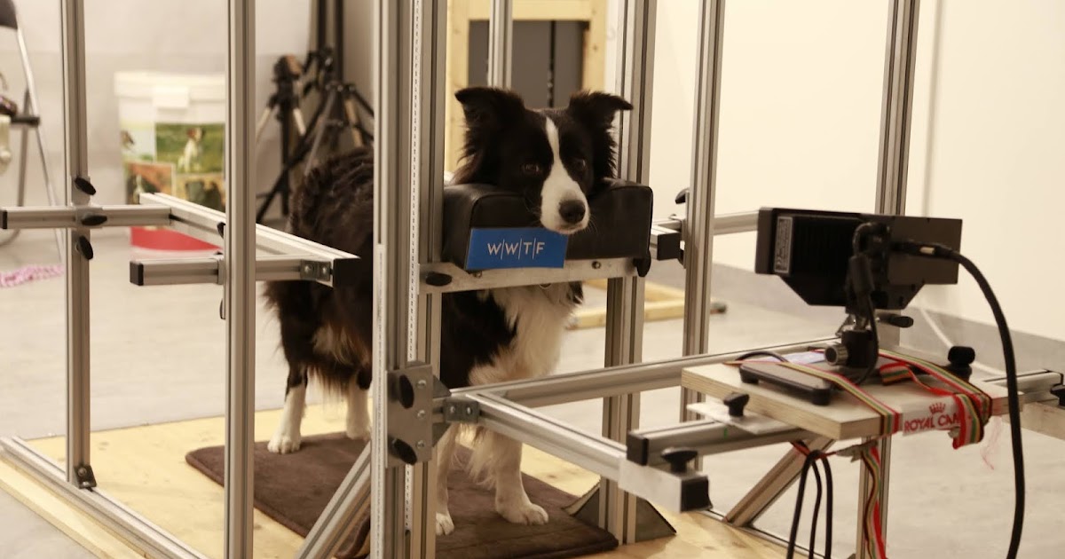 Hundetrainerin Sabrina Karl Wissenschaftliche Artikel über mein