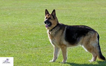 German Shepherd working line west