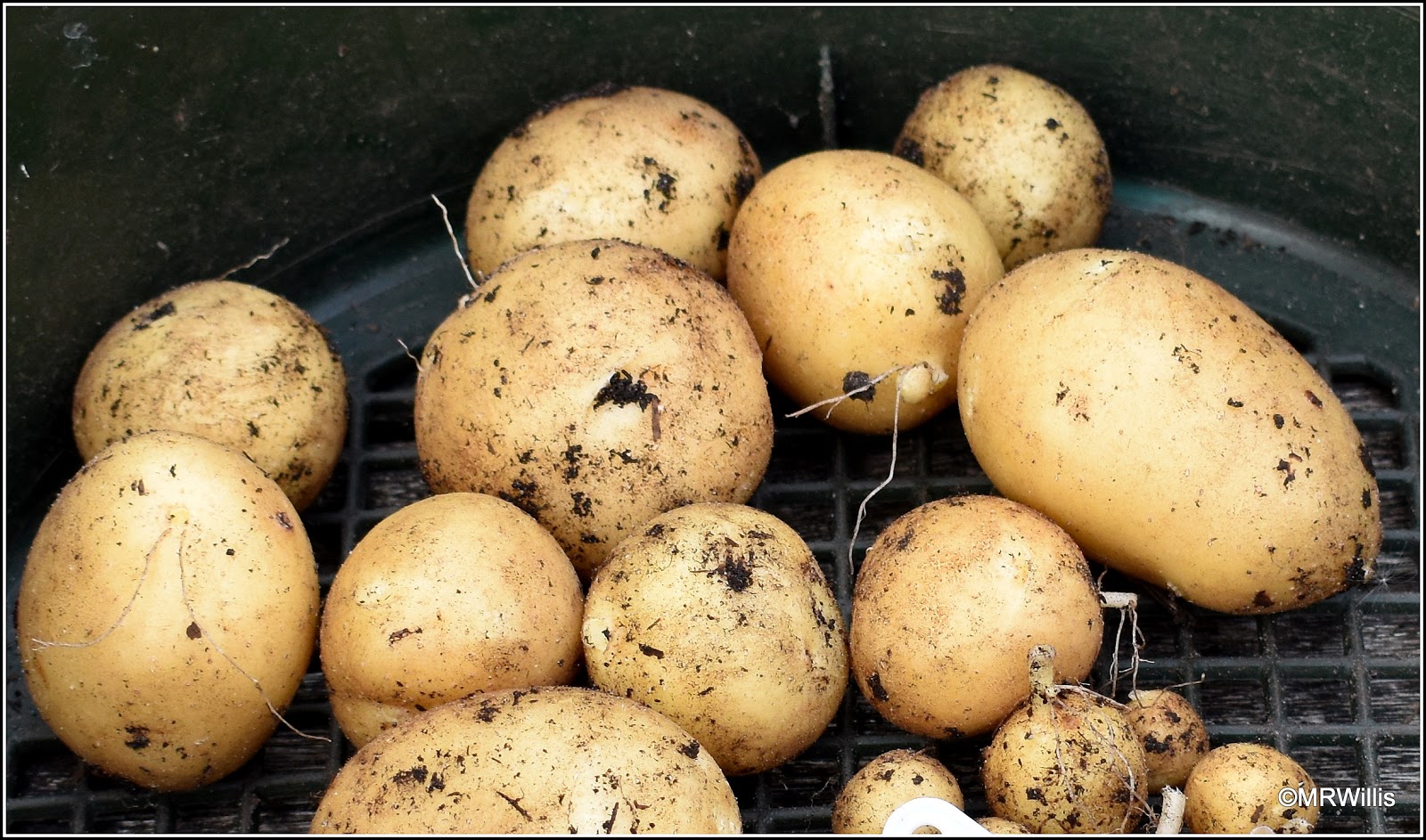 Mark's Veg Plot: The first of the new potatoes