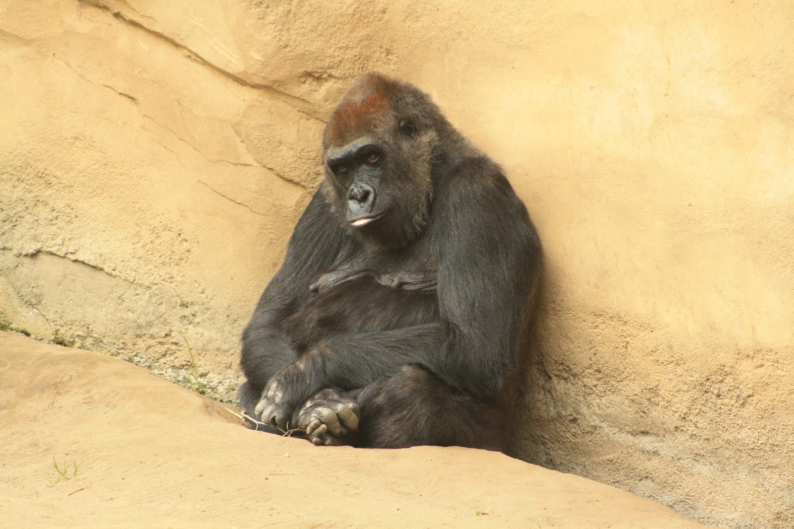 Mischas Reiseseite: Der Zoo in Hannover