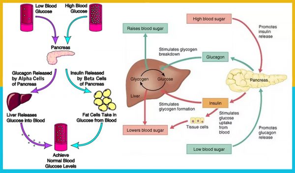 What is symptom of low blood sugar or hypoglycemia - H-For HEALTH.com