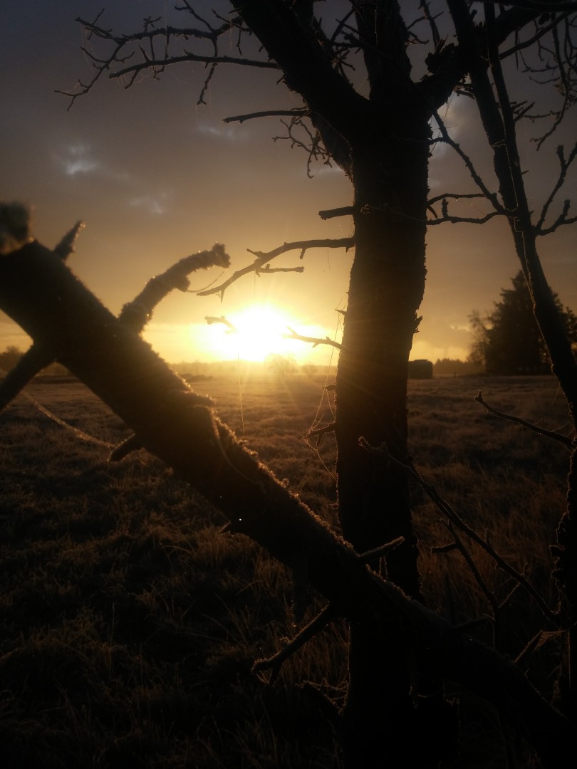 Neues aus Mühlrose Frost