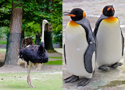 flightless birds ostrich emu wings why fly ability lost which australia south america zealand africa found such independently generally ratites