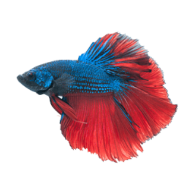 Betta Fish PNG image with transparent background - PNG Sector