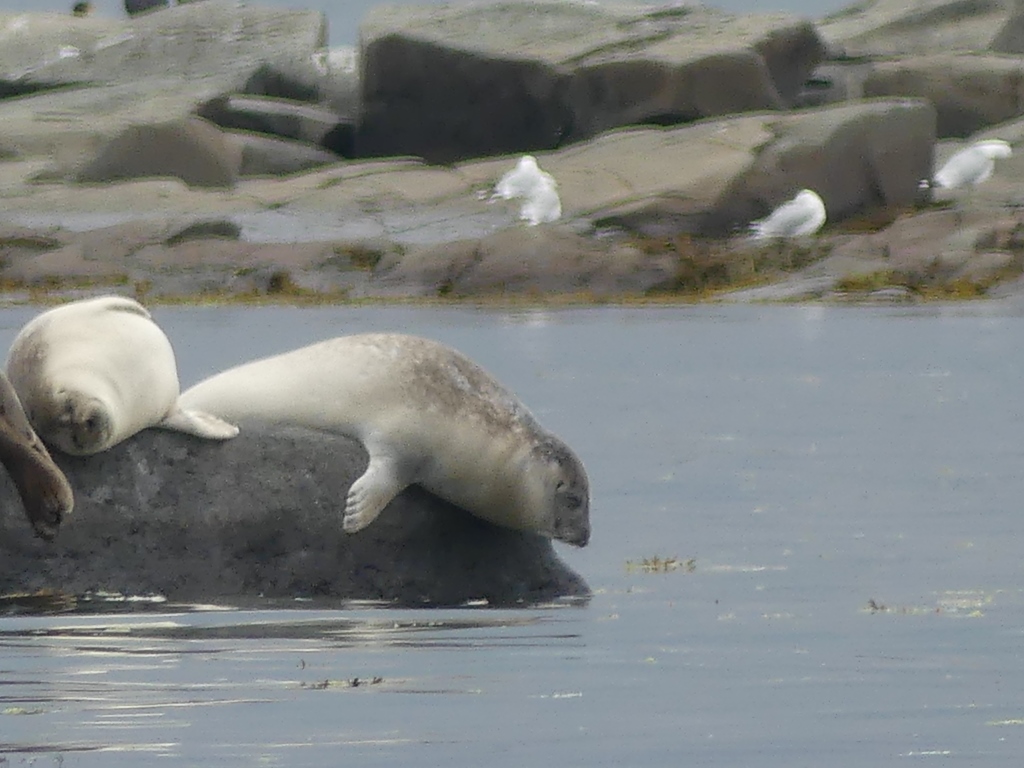 Jumelage Coutances La Pocatière Loups marins, outardes et autres