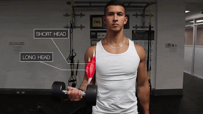 best bicep exercises for mass and size