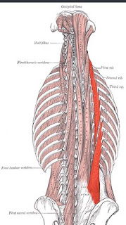 Anatomi M.Iliocostalis Lumborum : Origo, Insersio, Persarafan, Perdarahan, Dan Fungsi