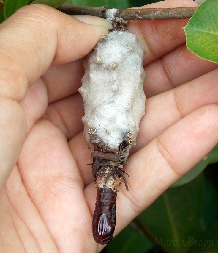 Insetologia Identificação de insetos Crisálida de BichodoCesto no Pará Insetologia Identificação de insetos Crisálida de BichodoCesto no Pará