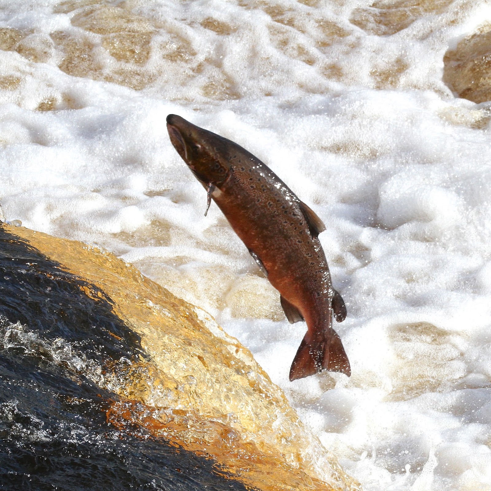 TrogTrogBlog Leaping salmon at Hexham weir