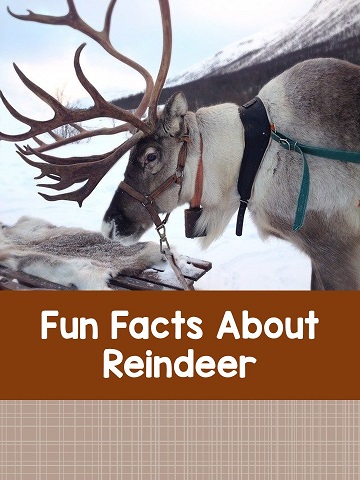 Ten Fun Facts About Reindeer. What do reindeer eat? Where do reindeer live? What are caribou? Do  reindeer fly? Do reindeer have red noses? #kellysclassroomonline