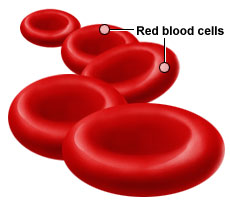 Sel darah merah