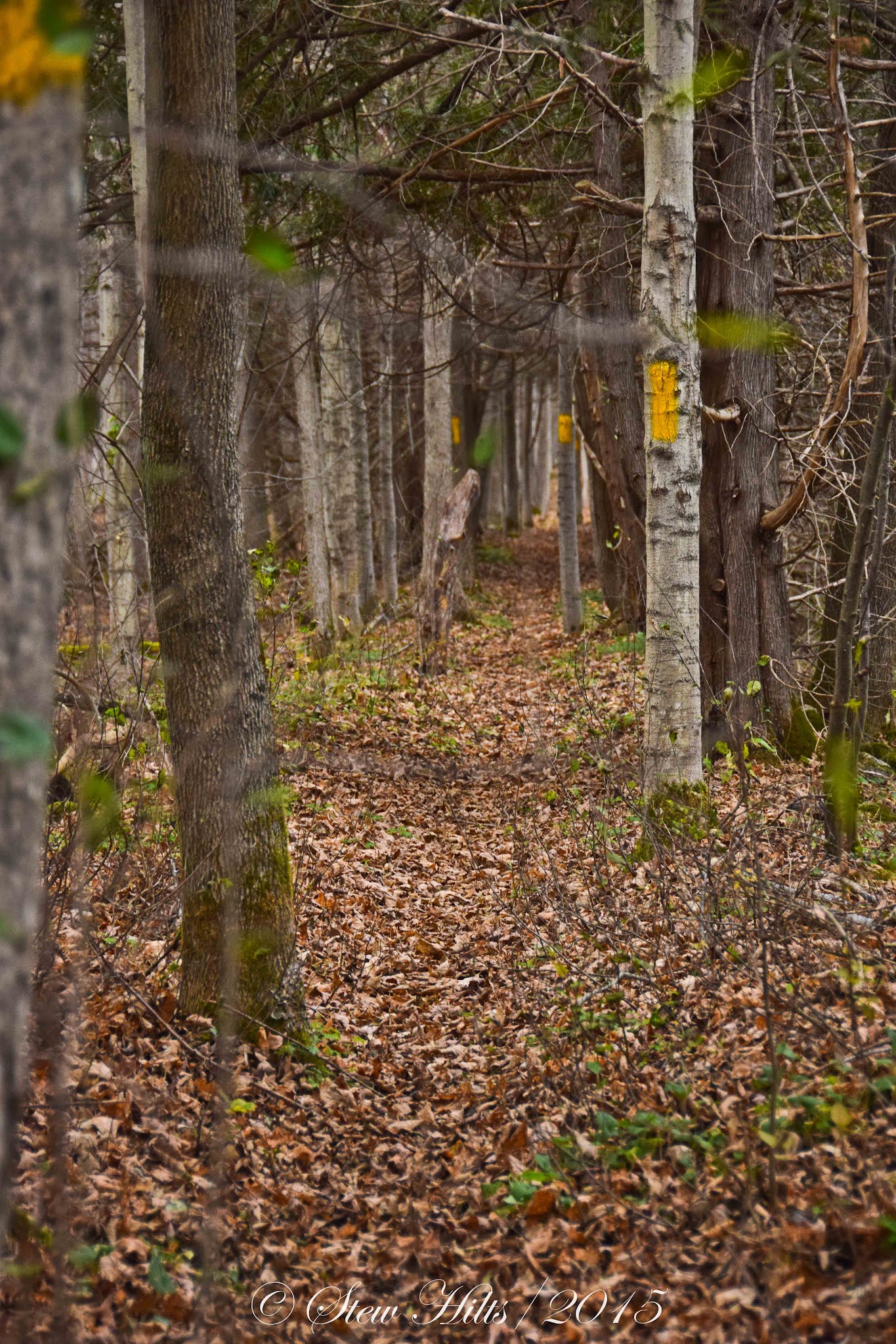 Seasons in the Valley + Furry Gnome's Adventures More on Trout Hollow