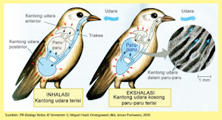 cara kerja organ pernapasan pada burung www.simplenews.me