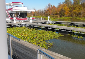 Water hyacinths abound in and around Columbus, MS