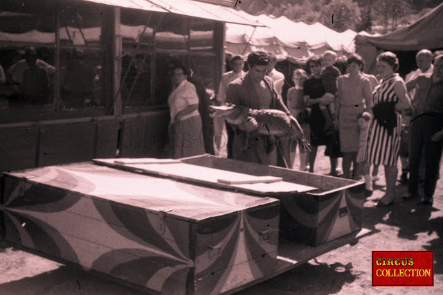 Roulotte veranda des crocodiles du Cirque Franz Althoff 1967 et preparation des crocodiles pour le spectacle 