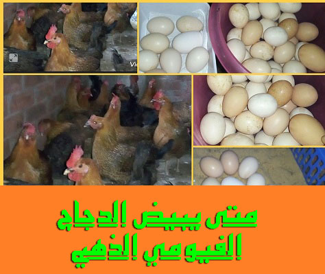 دجاج الفيومي الذهبي حصرياً لشركة Planet Birds and Animals