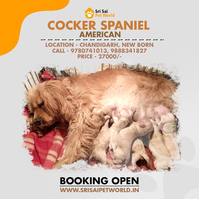 Get American Cocker Spaniel puppy