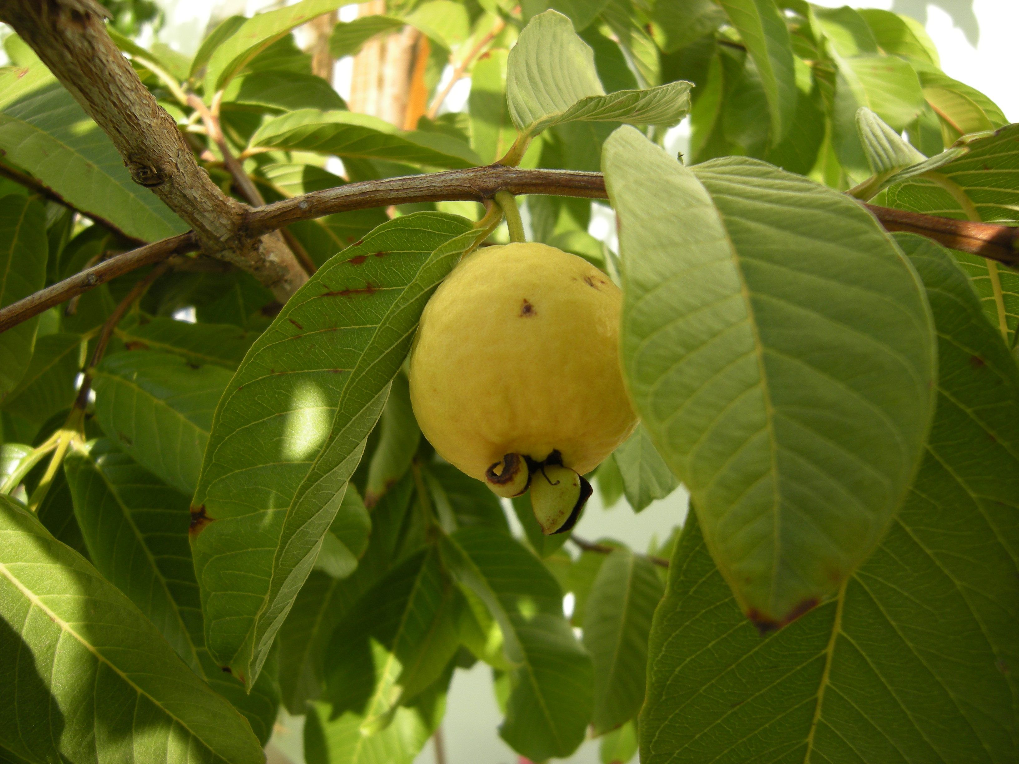 TAXONOMIA DE LA GUAYABA