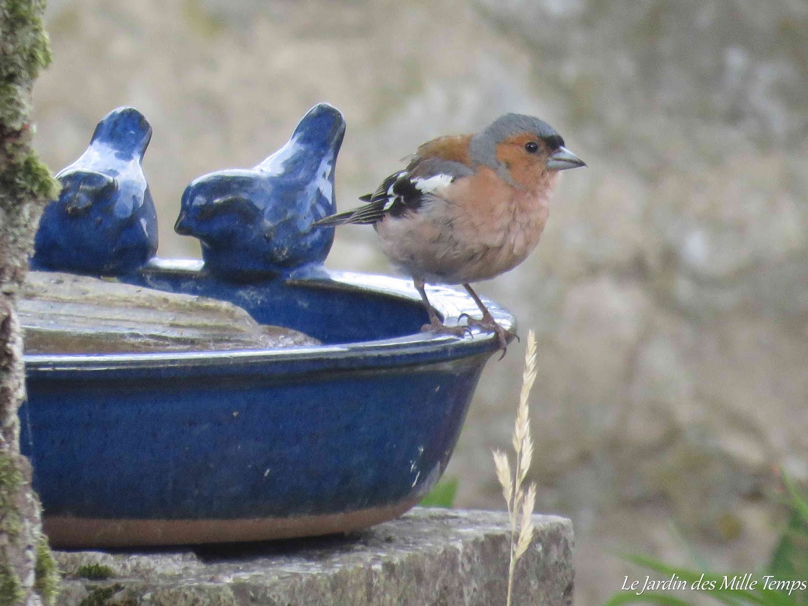 Nourrir les oiseaux l'hiver : bonne ou mauvaise idée?, Blogue