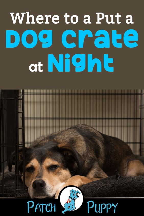 Violet Dogs Is It Cruel To Crate a Dog at Night?