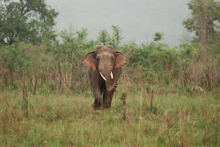 Yalnız yaşayan erkek fil: Erişkin erkek filler yaşamlarının çoğunu genellikle yalnız ya da erkeklerden oluşan gruplarla geçirir.