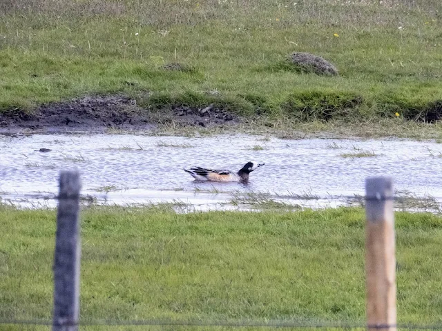 Birds of Patagonia: Chiloe wigeon in a pond