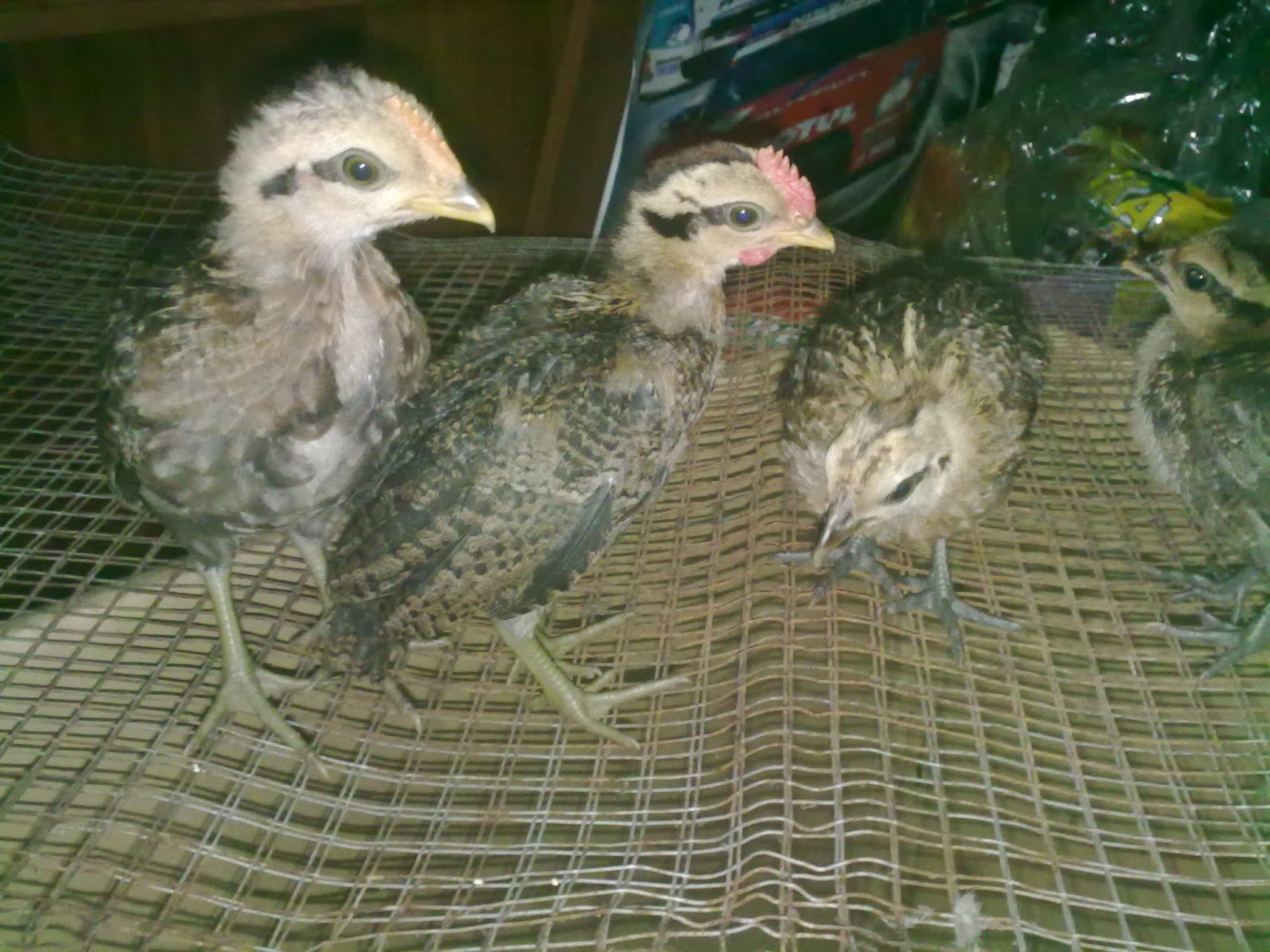 Pemikat Tekukur Anak Red Junglefowl