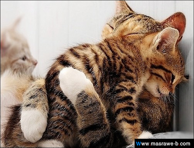 cats48