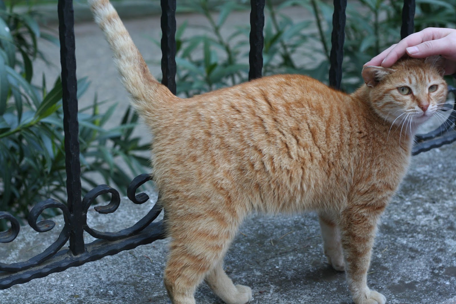 Beşiktaş�ta Kedi OlsamPembe Filin Günlüğü Moda ve Dekorasyon Trendleri