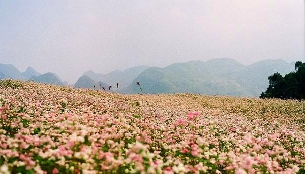 Ha Giang in Buckwheat Flowers Season | Vietnam Wonders of The World