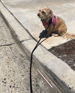 Astronomer Assistant Ruby pauses in front of a plastic straw in gutter (Source: Palmia Observatory)