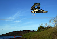 Galapagos Pelican Soaring Over Rabida Island