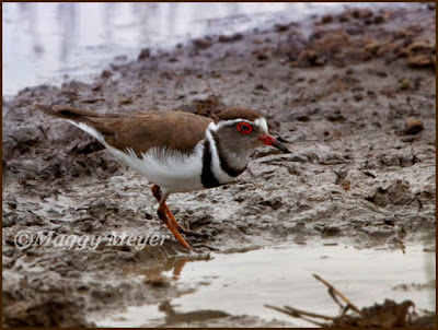 Charadrius tricollaris