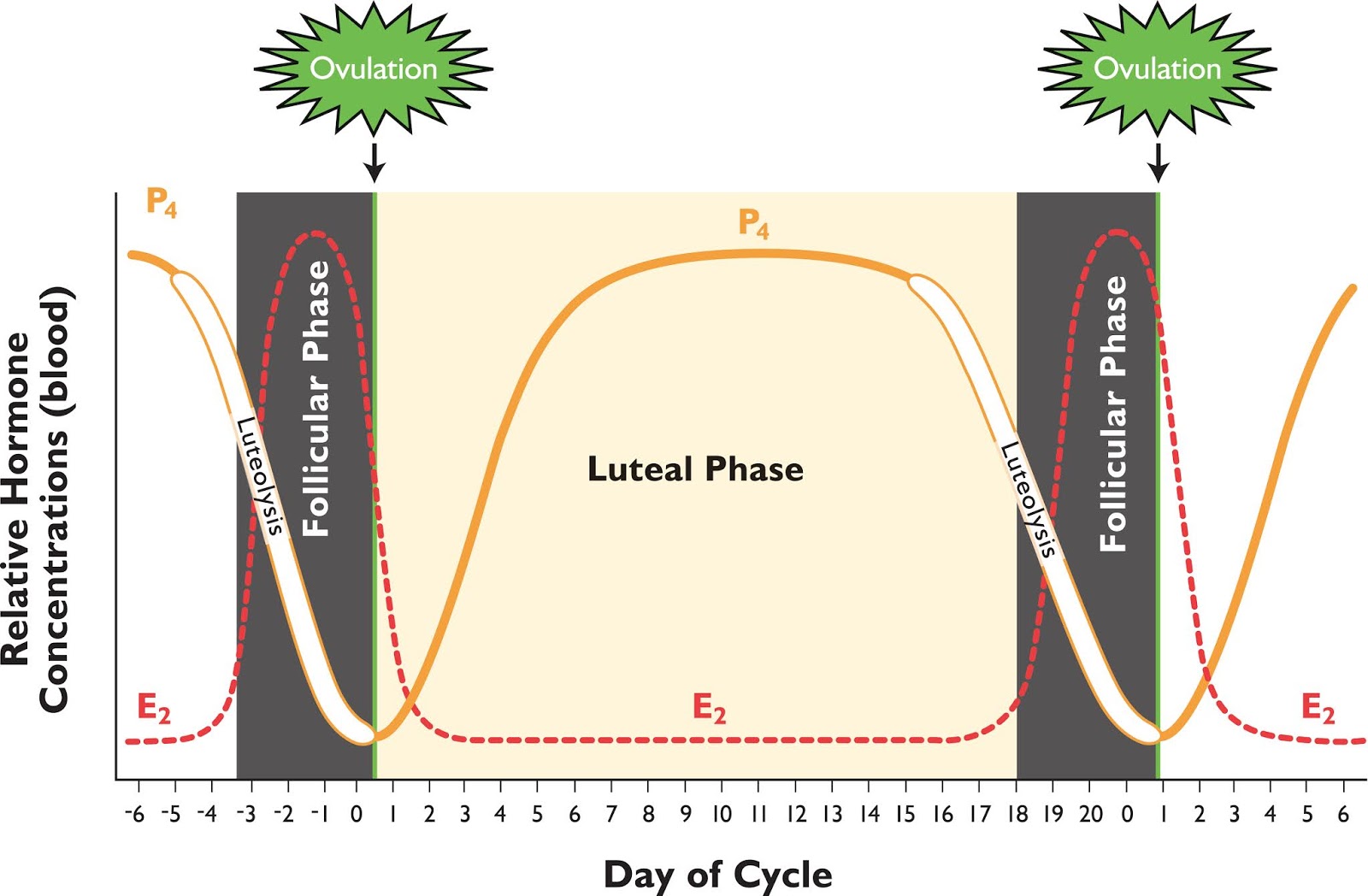 4-stages-of-estrus-cycle-in-cows