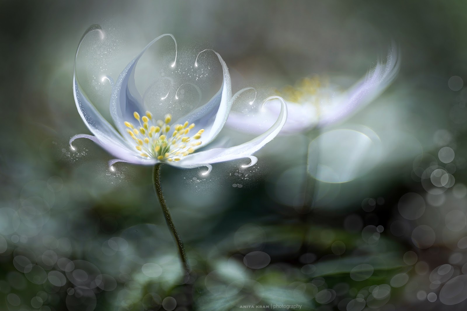 Anita Kram | photography: Editing with Procreate