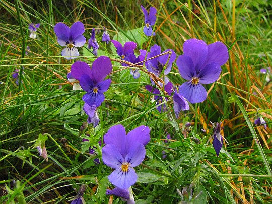 Fiołek dacki (Viola dacica).