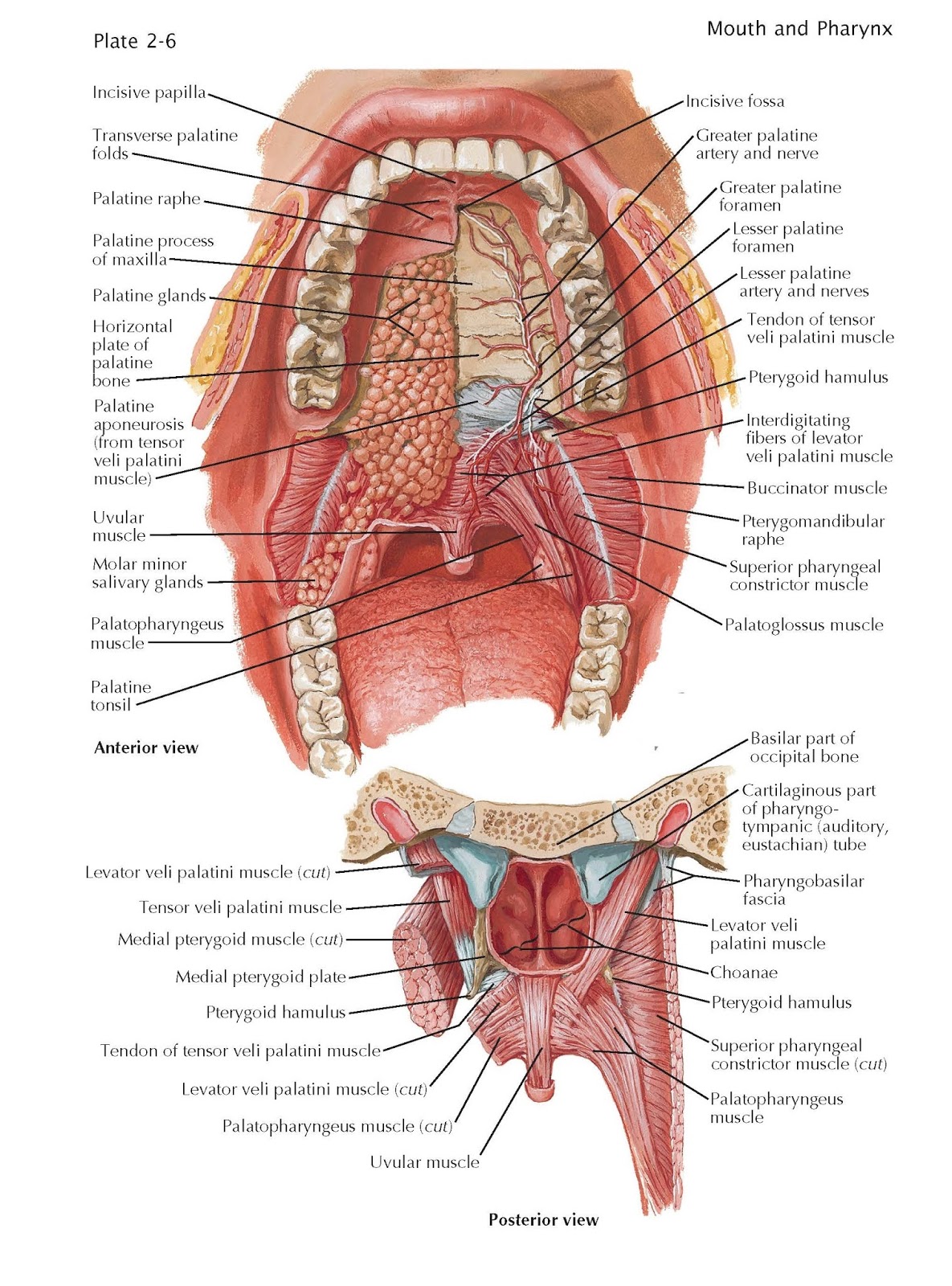 Roof of Mouth - pediagenosis