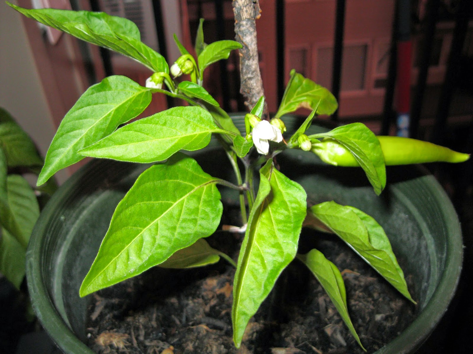 Balcony of Eden Tips for Growing Peppers
