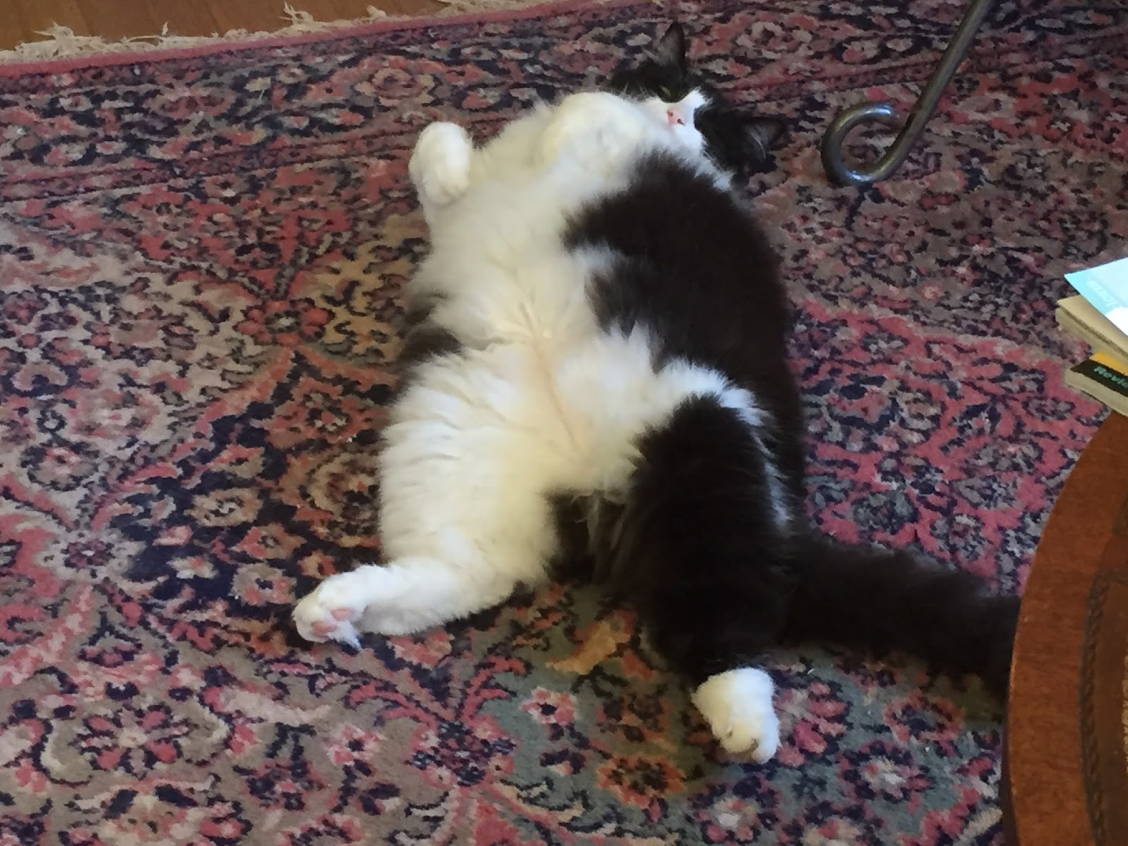 The Itty Bitty Kitty Committee A Henrietta and Evelyn Update!