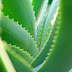 Benefits Of Aloe Vera Juice For Acid Reflux