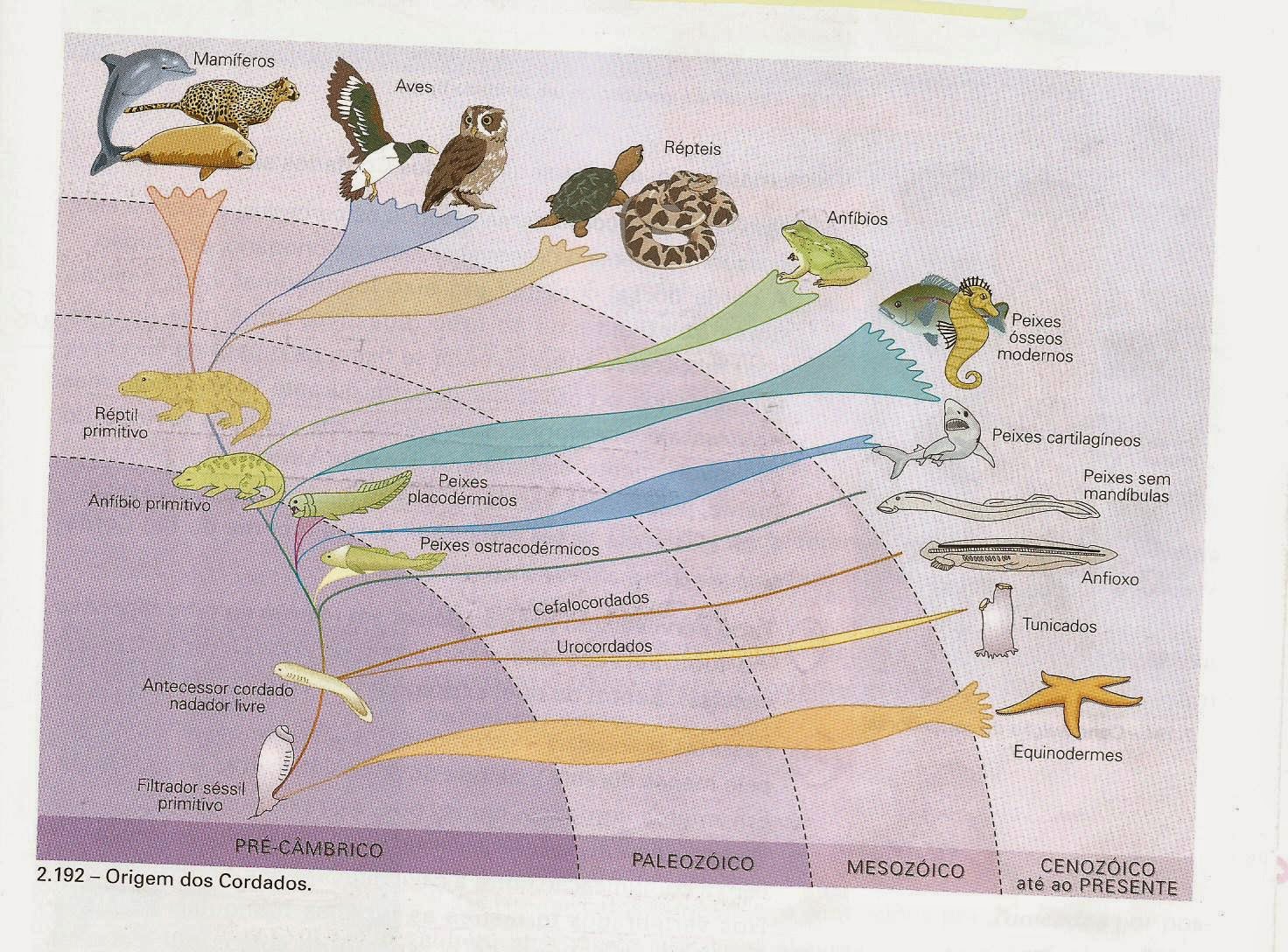 BIOGEOZARCO: Evolução dos Animais