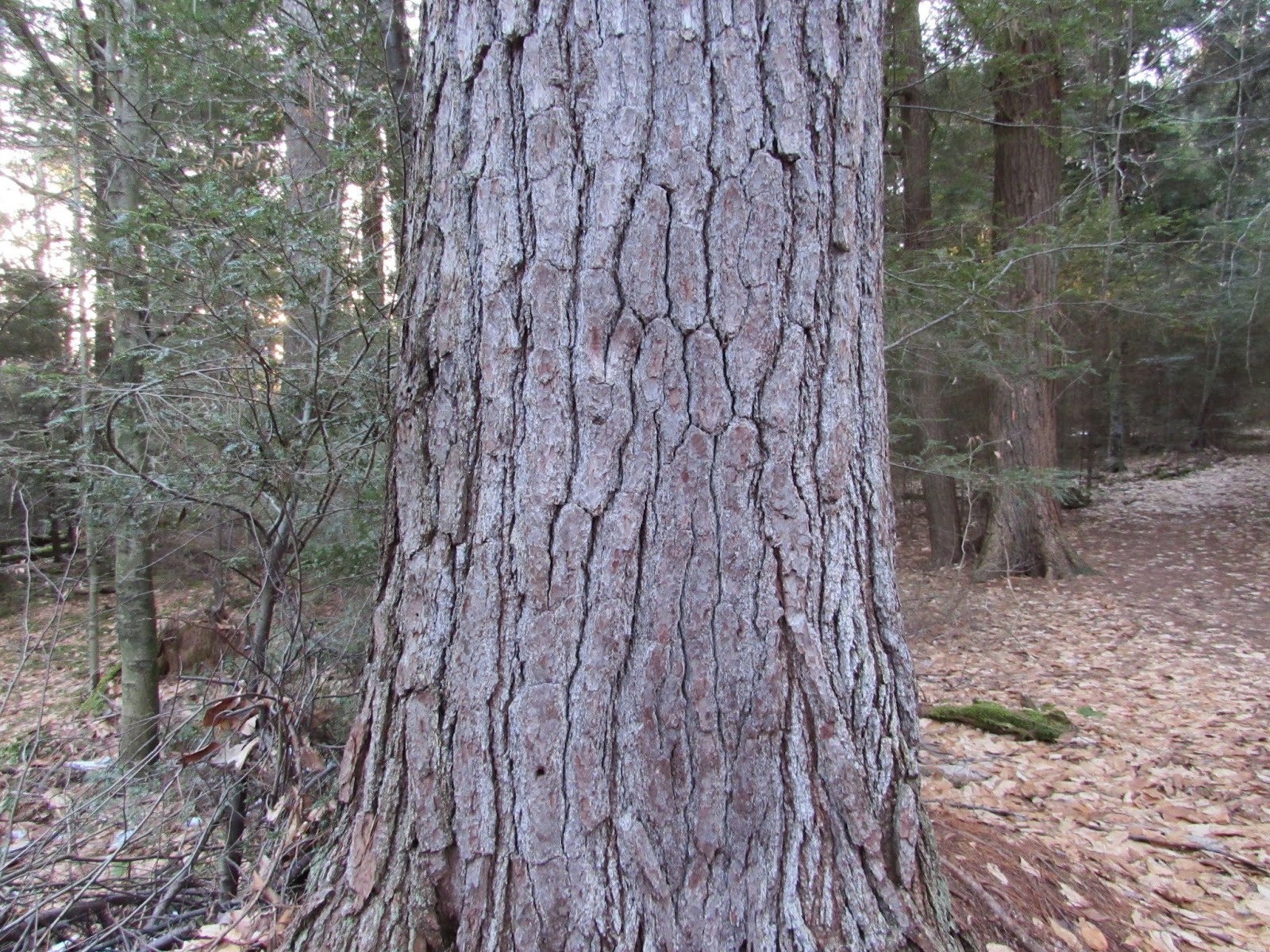 Hearts Content Scenic Area Beautiful Old Growth Forest Allegheny